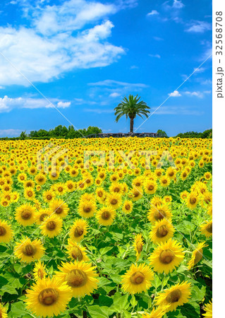 和泉市のひまわり畑 和泉市のひまわり畑 32568708