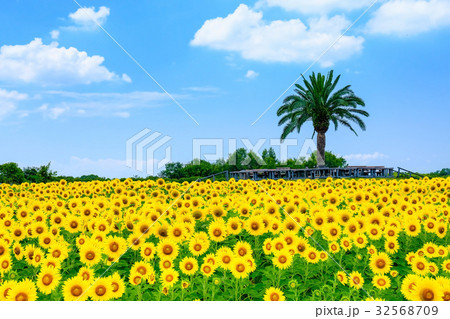 和泉市のひまわり畑 和泉市のひまわり畑 32568709