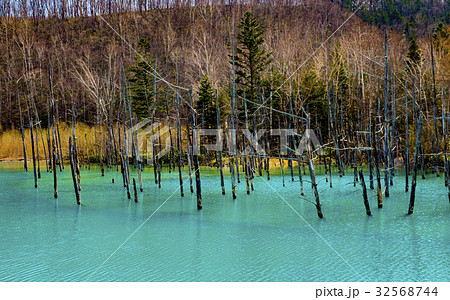 北海道　美瑛の青い池 32568744