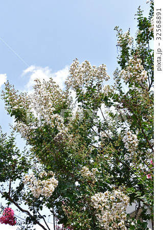 シロサルスベリ 白百日紅 の写真素材