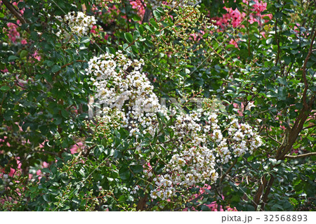 シロサルスベリ（白百日紅） 32568893