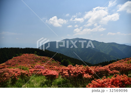 葛城山　つつじ 32569096