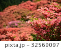 葛城山　つつじ 32569097