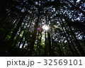 葛城山　木漏れ日 32569101