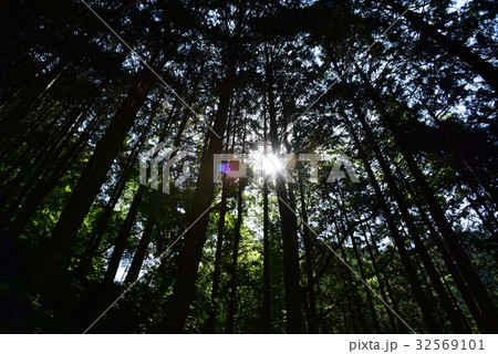 葛城山　木漏れ日 32569101