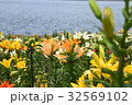 舞洲　ゆり園　花 32569102