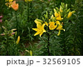 舞洲　ゆり園　花 32569105