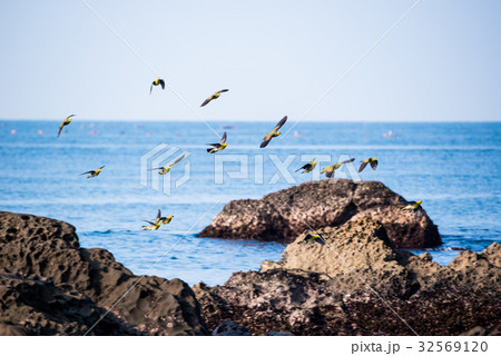 アオバト 32569120