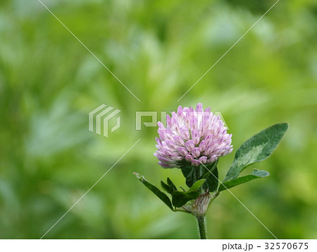 ムラサキツメクサ(紫詰草) ムラサキツメクサ(紫詰草) 32570675