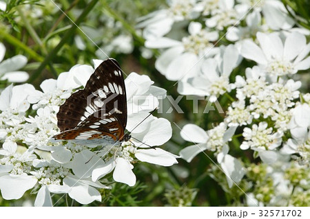 白い花に黒い蝶　-　オルラヤにアサマイチモンジ 32571702