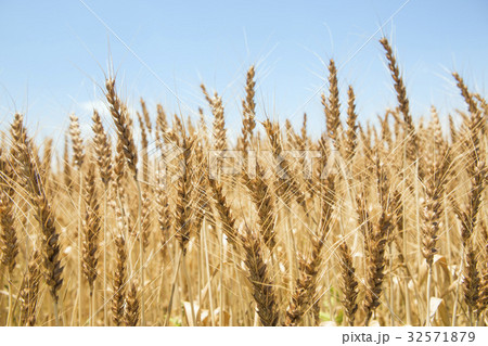 麦畑 32571879