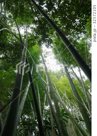Bamboo forest in the spring season. 32572105