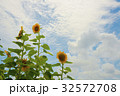 向日葵 32572708