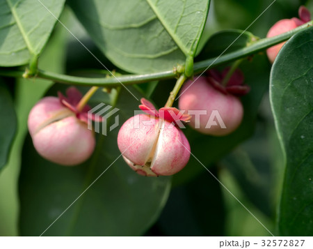 Seed of Sauropus androgynus Seed of Sauropus androgynus 32572827