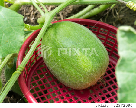 Flower of Organic agriculture, Melon fruit 32572990