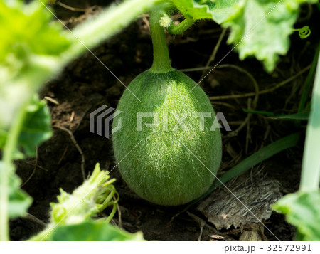 Flower of Organic agriculture, Melon fruit Flower of Organic agriculture, Melon fruit 32572991