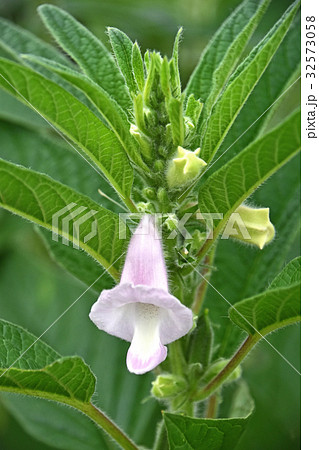 ゴマの花 ゴマの花 32573058