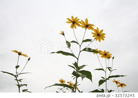 キクイモモドキの花の写真素材