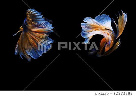 Capture the moving moment of white siamese fightin 32573295