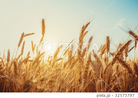 Gold Wheat Field. Beautiful Nature Sunset Landscap 32573797