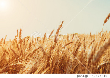 Gold Wheat Field. Nature Sunset Landscape.  32573810