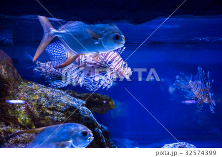 Tropical fish with corals and algae in blue water Tropical fish with corals and algae in blue water 32574399