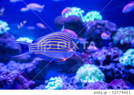 Tropical fish with corals and algae in blue water 32574401