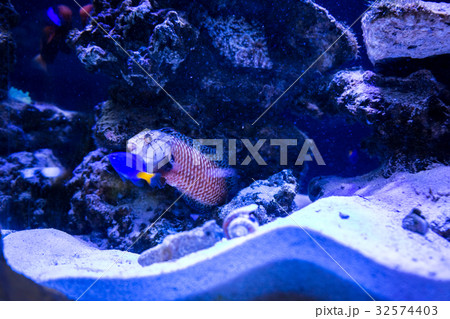 Tropical fish with corals and algae in blue water 32574403