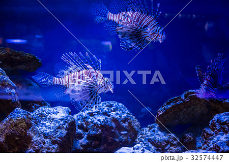 Tropical fish Lion fish, corals. underwater world Tropical fish Lion fish, corals. underwater world 32574447
