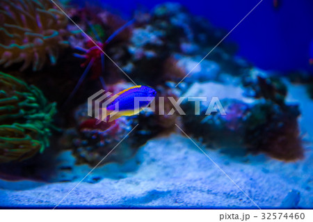Tropical fish with corals and algae in blue water Tropical fish with corals and algae in blue water 32574460