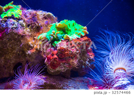 Beautiful live corals on the seabed. Excellent  32574466