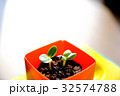 ヒマワリの子葉 5 32574788