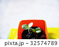 ヒマワリの子葉 6 32574789