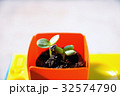 ヒマワリの子葉 7 32574790