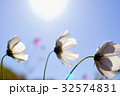 コスモス　10 32574831