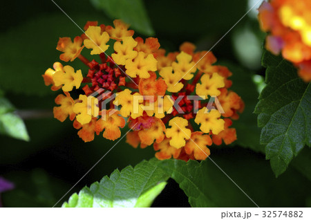 70045　ランタナ 32574882