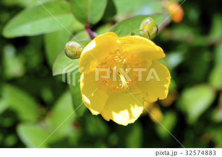 70046　キンシバイ 32574883