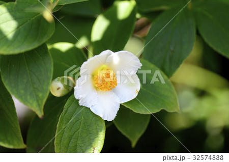 70051　ナツツバキ 32574888