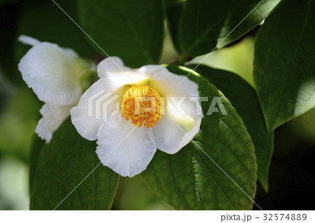 70052　ナツツバキ 32574889