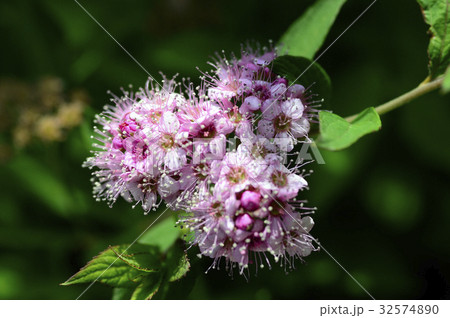 70053　シモツケ 32574890