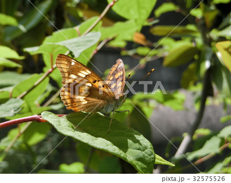 コムラサキ 32575526