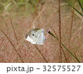 モンシロチョウ 32575527