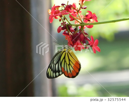 ベニモンシロチョウ 32575544