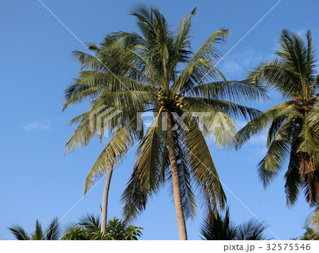 ココナッツ 32575546