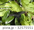 ジャコウアゲハ 32575551