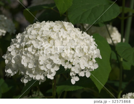 アジサイ（アナベル） 32575868