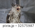 ミミズク 32575987