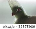 ムジエボシドリ 32575989
