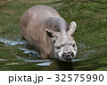 バク 32575990