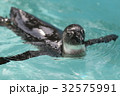 泳ぐペンギン 32575991